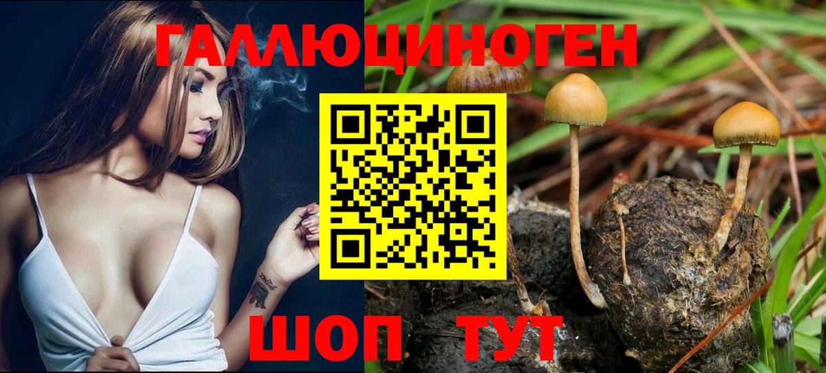 Псилоцибиновые грибы GOLDEN TEACHER  Псилоцибиновые грибы мицелий  Кызыл  Вход с VPN 